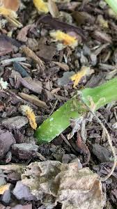 Image result for Mealybug cucumber