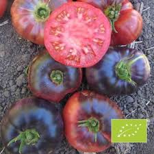Tomate Indigo Blue Beauty Bio Graines Graine De Tomate Tomates Tomates Farcies