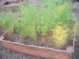 In a raised bed, you don't have to space the rows so far apart! How To Grow Asparagus Step By Step New Life On A Homestead Homesteading Blog