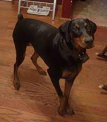 Maybe you would like to learn more about one of these? Panama City Fl Doberman Pinscher Meet Jemma A Pet For Adoption Doberman Pinscher Dog Adoption Puppy Litter