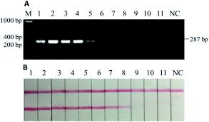 All oligonucleotide primers were obtained from a commercial source (cinna gen, iran). Identification Of Donkey Meat In Foods Using Species Specific Pcr Combined With Lateral Flow Immunoassay Rsc Advances Rsc Publishing Doi 10 1039 C9ra05060d