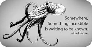 Octopus Animal Symbolism Octopus Meanings Animal Symbolism Octopus Meaning Octopus