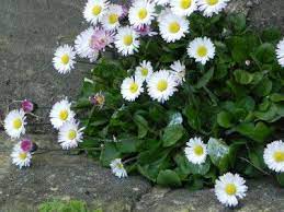 Pin On New Gardening Know How Articles