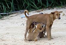 Every dog is different, the onset of ovulation can vary vastly from dog to dog. Canine Reproduction Wikipedia