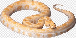 It is common throughout most of australia. White Snake Png Images Pngwing