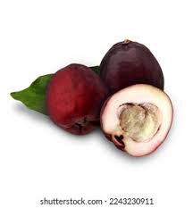 Image result for Eugenia malangensis