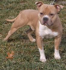 Best Dog Food For Pitbulls 2021 Buyer S Guide