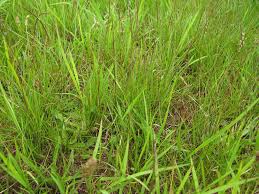 Image result for Hemarthria