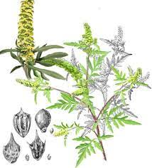 L'ambroisie est une plante rudérale adventice des cultures de printemps pouvant mesurer jusqu'à 2 m de hauteur. Attention Allergies Ambroisie A Feuilles D Armoise Soisy Sur Ecole