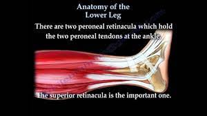 Other ligaments in the body include the: Anatomy Of The Lower Leg Everything You Need To Know Dr Nabil Ebraheim Youtube
