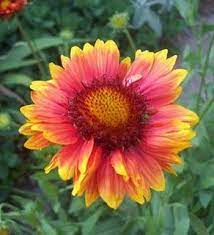 Pin On Garden