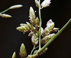 Image result for Eragrostis cilianensis