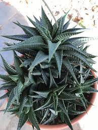Haworthia Limifolia Succulent Gardening Planting Succulents Cacti And Succulents