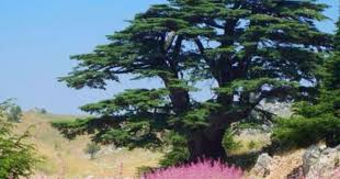 Libanon Ceder Lebanon Cedar Lebanon Cedar Trees