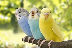 Urine normally has a strong smell first thing in the morning, as at this time it is very. How Much Do Pet Parakeets Cost What About The Accessories Embora Pets