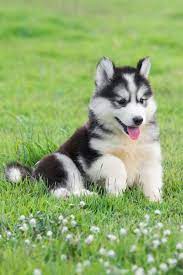 Husky Puppy Life Cute Husky Puppies Husky Puppy Cute Husky
