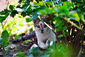 With homeowners regularly faced with unwanted feline visits, outdoor specialists garden buildings direct have revealed nine methods that uk households can employ to stop local cats pooping in your garden and from entering in the first place. How To Stop Cats From Fouling In Your Garden For Good Buskers Cat