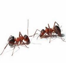 We are ireland's favourite provider of pest control solutions from prevention and. Best 13 Pest Services In Kildare Last Updated June 2021 Golden Pages Goldenpages Ie