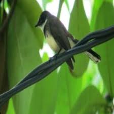 Anis kembang atau punglor kembang atau zoothera interpres pernah mencapai puncak kejayaan sekitar akhir 1990 atau awal 2000, harga pasaran anis kembang bakalan yang baru bisa ngriwik. Pdf Hobby And Business On Trading Birds Case Study In Bird Market Of Sukahaji Bandung West Java And Splendid Malang East Java Indonesia