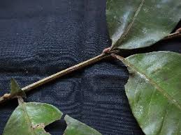 Image result for Zanthoxylum holtzianum