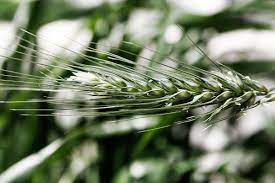 Awn Of Barley Botany Natural Selection Rye