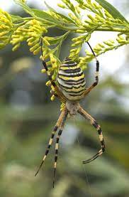 About Wild Animals A Tiger Spider Weaving It S Web Spider Pictures Pictures Of Insects Pet Spider