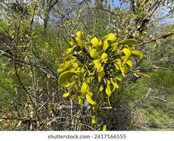 Image result for Santalaceae