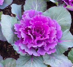 Find photos of decorative cabbage. Ornamental Cabbage Calloway S Nursery