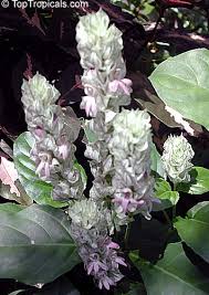 Image result for Justicia sp. A cf. engleriana
