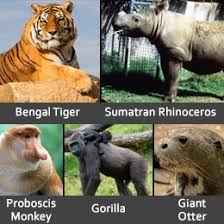 This List Of Endangered Rainforest Animals Will Really Shock You Endangered Rainforest Animals Rainforest Animals Animals