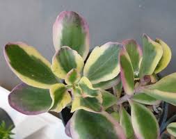 Image result for Kalanchoe glaucescens