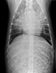 Defining the relationship of the symptoms to the disease can defuse fear and encourage a sense of control in patients and their families. Pneumonia Management Mar Vista Animal Medical Center