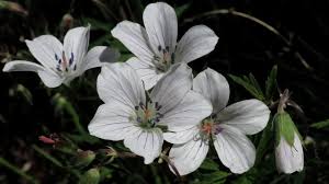 Image result for Geraniaceae