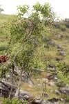 Image result for Olea chimanimani