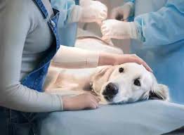 Pets and vets lajpat nagar. Dr Kapuria Veterinary Clinic Veterinary Doctors Book Appointment Online Veterinary Doctors In Lajpat Nagar 2 Delhi Justdial