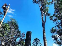 We are qualified professionals so you can. Skyline Tree Service Treeserviceqld Twitter