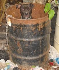 I was already named scar prior to being with my current family as i was either previously abused &/or was a fighting dog. Found A Pit Mopitbullrescue