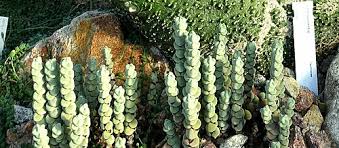 Image result for Crassula morrumbalensis