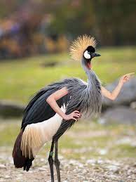 Birds With Arms Bird Birds Terrifying Pictures