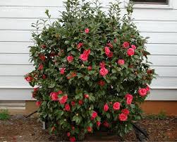 Camellia Japonica Japanese Camellia Zone 7 Flower Colors Pink White Red In 2020 Indoor Flowering Plants Camellia Plant Garden Yard Ideas
