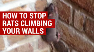 Maybe you would like to learn more about one of these? How To Stop Rats From Climbing Your Walls Preventative Measures