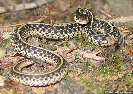 Red sided however upon receipt, it turned out to be an albino coast garter, the first. Common Garter Snake Thamnophis Sirtalis