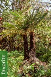 Image result for Cycnium filicalyx