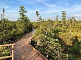 The Orono Bog Boardwalk Hike In Maine Leads To Incredibly Scenic Views Scenic Views Scenic Orono