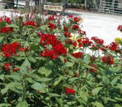 Image result for Pentas schumanniana