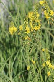 Image result for Bulbine favosa