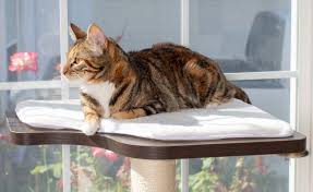 Maybe you would like to learn more about one of these? The Perfect Cat Window Perch Both Sturdy Stylish