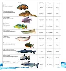 monster fish care sheet