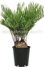 Image result for Tinnea zambesiaca