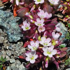 Image result for Cyamopsis serrata